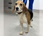 Small Beagle Mix