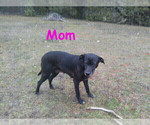 Small Photo #9 Labrador Retriever Puppy For Sale in GRANTS PASS, OR, USA