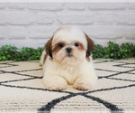 Small #7 Shih Tzu