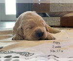 Small Photo #27 Golden Retriever Puppy For Sale in CARTHAGE, MO, USA