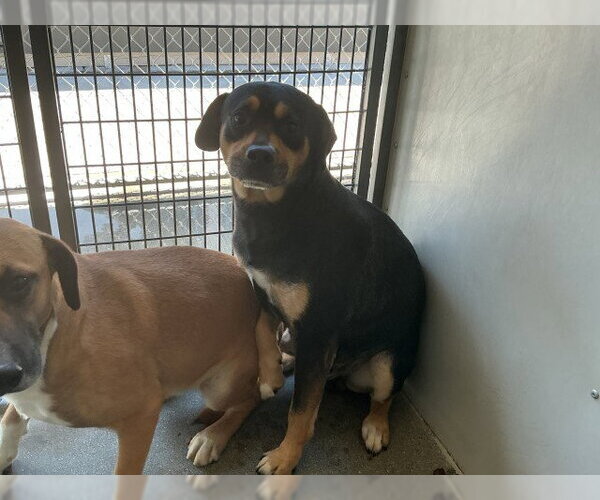 Medium Photo #2 Mutt Puppy For Sale in San Bernardino, CA, USA