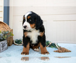 Small Photo #24 Bernese Mountain Dog Puppy For Sale in BIRD IN HAND, PA, USA