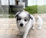 Small #2 Miniature Australian Shepherd
