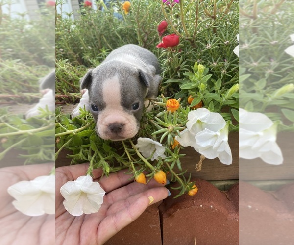 Medium Photo #5 Faux Frenchbo Bulldog Puppy For Sale in FREDONIA, KS, USA