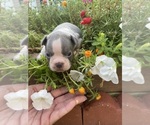Small #4 Faux Frenchbo Bulldog