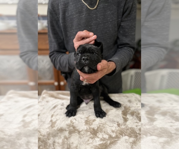 Medium Photo #3 Cane Corso Puppy For Sale in RURAL HALL, NC, USA