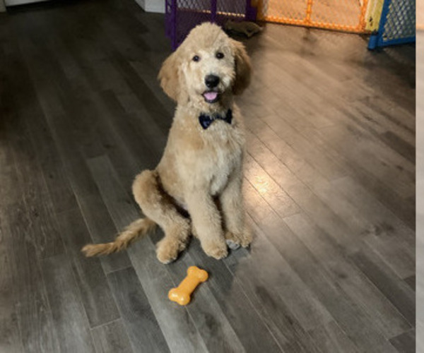 Medium Photo #8 Goldendoodle Puppy For Sale in GILBERT, AZ, USA