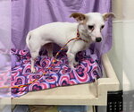 A615057 - Female Chihuahua Dog for Adoption - Small photo