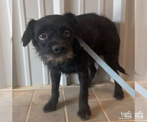 Mutt Dogs for adoption in Washington, DC, USA