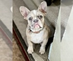 Small #1 French Bulldog