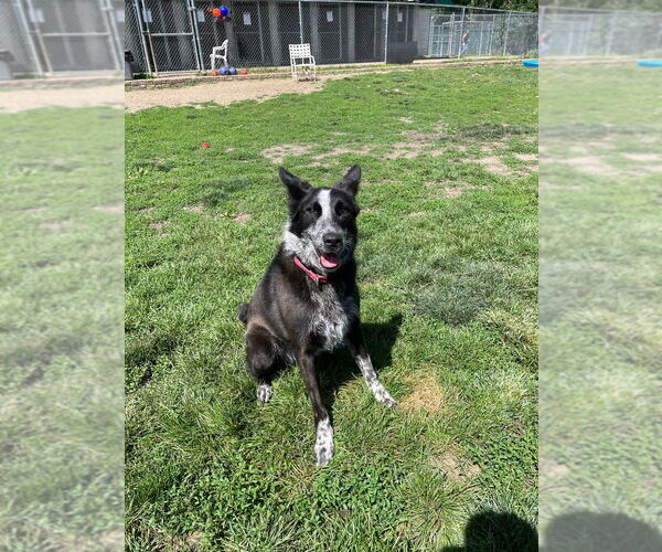 Medium Photo #5 Australian Shepherd-Unknown Mix Puppy For Sale in South Bend, IN, USA