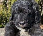 Small Photo #7 Bernedoodle Puppy For Sale in BOWLING GREEN, OH, USA