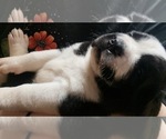 Small #6 Cane Corso-Saint Bernard Mix