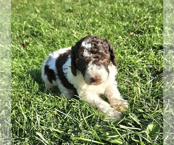 Medium Photo #2 Poodle (Miniature) Puppy For Sale in WHITEWATER, WI, USA