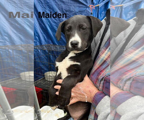 Medium Photo #2 American Pit Bull Terrier-Unknown Mix Puppy For Sale in Farmerville, LA, USA