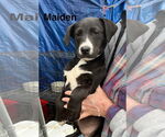 Small #1 American Pit Bull Terrier Mix