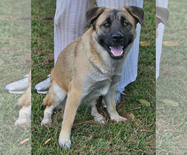 Medium Photo #13 Black Mouth Cur-Unknown Mix Puppy For Sale in Wakefield, RI, USA
