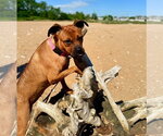 Small #10 Boxer Mix
