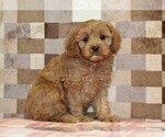 Small #3 Cavapoo (Miniature)