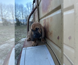 Bloodhound Puppy for sale in BOLIVAR, MO, USA
