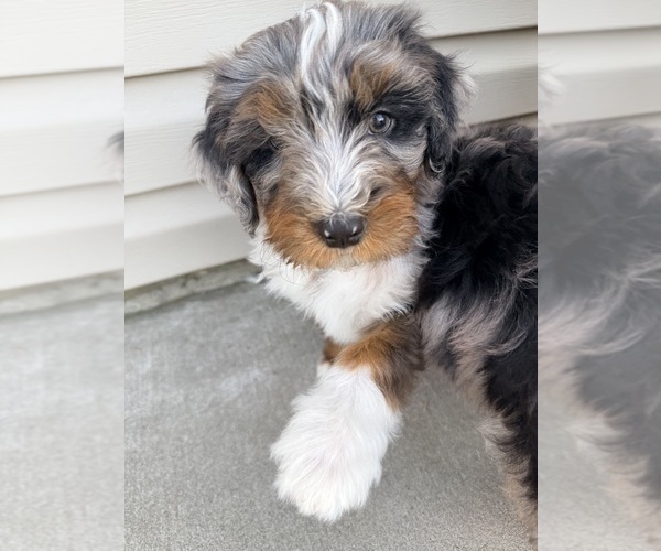 Medium Photo #1 Aussie-Poo-Bernedoodle Mix Puppy For Sale in LEXINGTON, SC, USA