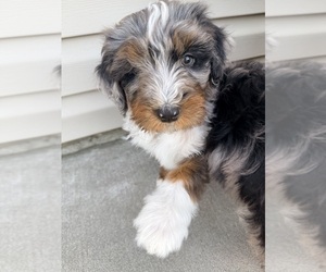 Medium Aussie-Poo-Bernedoodle Mix
