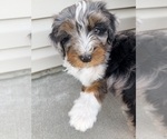 Puppy Bodie Aussie-Poo-Bernedoodle Mix