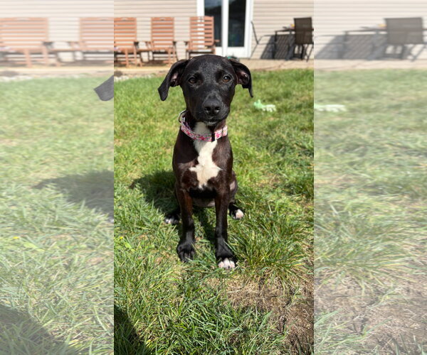 Medium Photo #4 Mutt Puppy For Sale in Cliffwood, NJ, USA