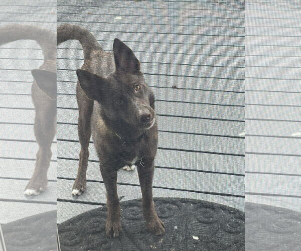 Medium Photo #3 Australian Kelpie-Siberian Husky Mix Puppy For Sale in Omaha, NE, USA