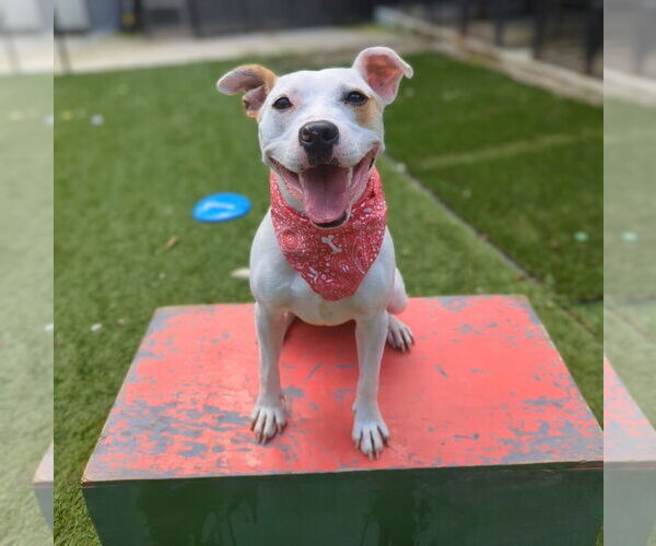 Medium Photo #3 Parson Russell Terrier-Unknown Mix Puppy For Sale in Calhoun, GA, USA