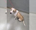 Small Mutt