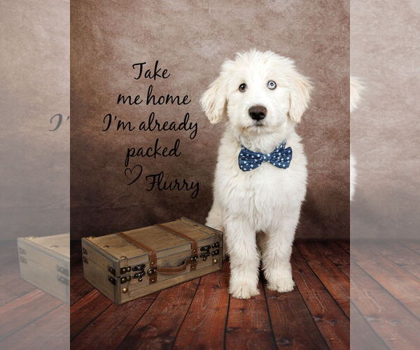 Medium Photo #2 Poodle (Standard)-Siberian Husky Mix Puppy For Sale in McKinney, TX, USA