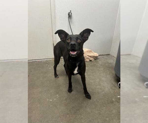 Medium Photo #1 Australian Kelpie-Black Mouth Cur Mix Puppy For Sale in Rosenberg, TX, USA