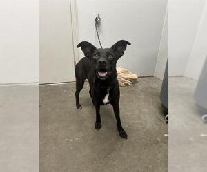 Australian Kelpie-Black Mouth Cur Mix Dogs for adoption in Rosenberg, TX, USA