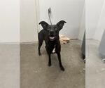 Small Australian Kelpie-Black Mouth Cur Mix