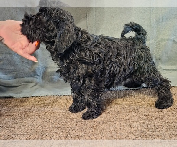 Medium Photo #10 Schnauzer (Miniature) Puppy For Sale in Hatvan, Heves, Hungary