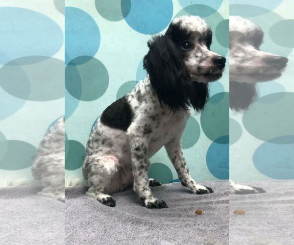 Medium Photo #6 Poodle (Miniature) Puppy For Sale in Lincolnwood, IL, USA