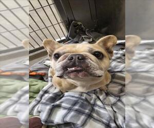 French Bulldog-Unknown Mix Dogs for adoption in Santa Cruz, CA, USA