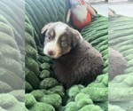 Small #1 Australian Shepherd