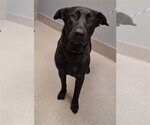 Small Labrador Retriever Mix