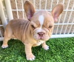 Small #3 French Bulldog