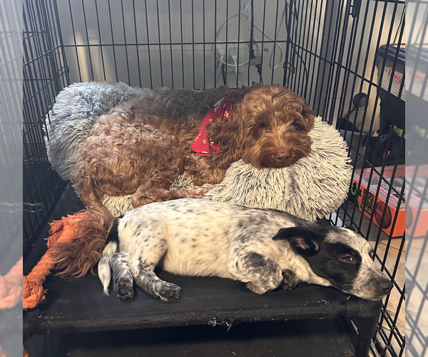 Medium Photo #7 Mutt Puppy For Sale in Brooklyn, NY, USA