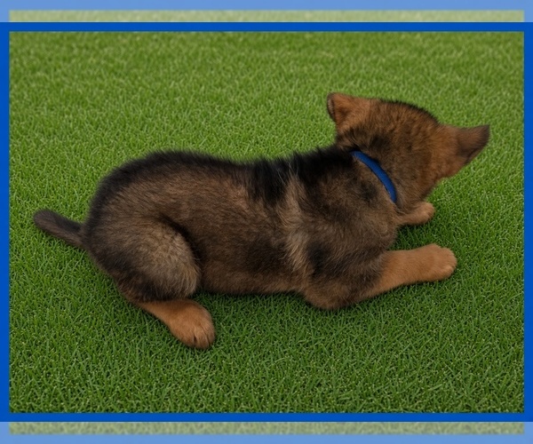 Medium Photo #2 German Shepherd Dog Puppy For Sale in NAPLES, FL, USA