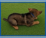 Small #1 German Shepherd Dog