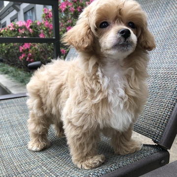 Medium Photo #6 Havanese-Poodle (Toy) Mix Puppy For Sale in HOUSTON, TX, USA