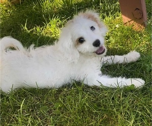 Cavalier King Charles Spaniel-Poodle (Toy) Mix Puppy for sale in GRANGER, IN, USA