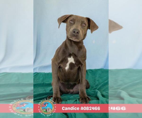 Medium Photo #2 Bulldog-Labrador Retriever Mix Puppy For Sale in Mobile, AL, USA