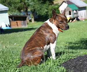 Father of the Rat Terrier puppies born on 04/08/2026