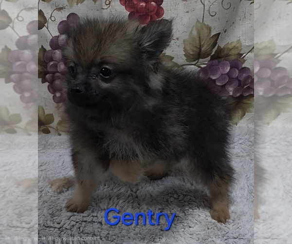 Medium Photo #2 Pomeranian Puppy For Sale in AZLE, TX, USA