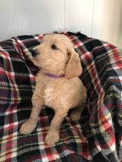 Goldendoodle-Poodle (Standard) Mix Puppy for sale in CONSTANTINE, MI, USA